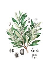 Olivenbaum - Olivenöl